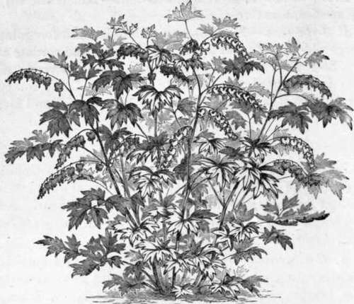 Fig. 31. Dielytra spectabilis. (1/8. nat. size.)