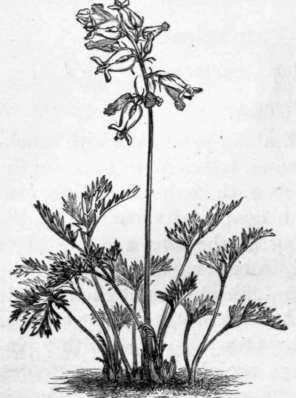 Fig. 32. Dielytra eximia. (1/4 nat. size.)