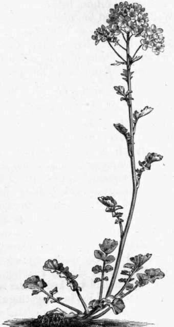 Fig. 34. Cardamine latifolia. (1/4 nat. size.)