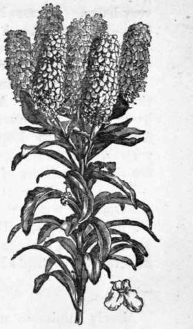 Fig. 38. Iberis amara. (1/4 nat. size.)