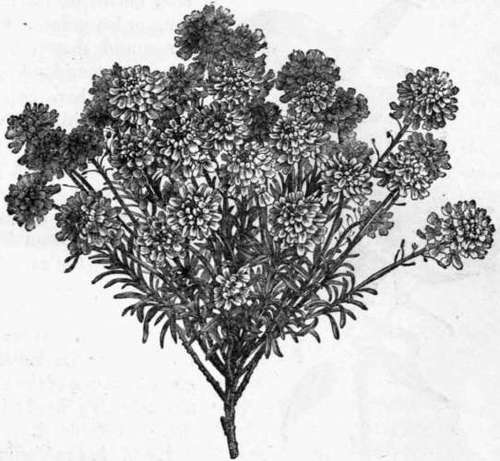 Fig. 39. Iberis sempervirens. (1/4 nat. size.)