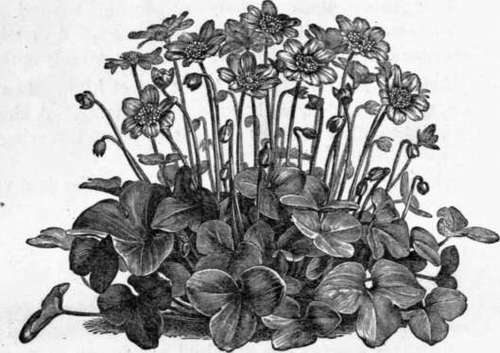 Fig. 4. Anemone Hepatica. (1/3 nat. size.)