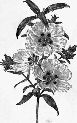 Fig. 41. Cistus ladaniferus. (1/3 nat. size.)