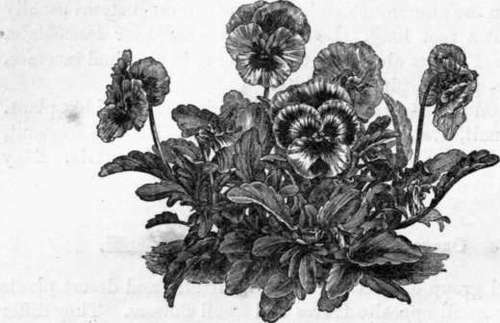 Fig. 42. Viola tricolor, var. (1/3 nat. size.)