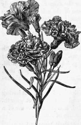 Fig. 43. Dianthus Caryophyllus, Bizarre variety. (1/2 nat. size.)