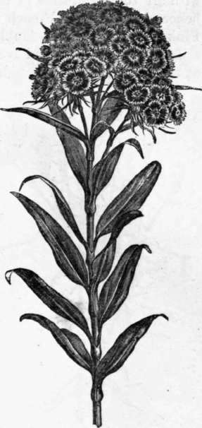 Fig. 44. Dianthus barbatus. (1/3 nat. size.)