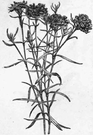 Fig. 45. Dianthus Chinensis. (1/4 nat. size.) 