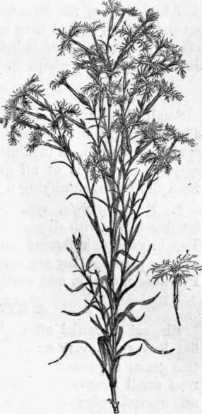 Fig. 46. Dianthus superbus. (1/2 nat. size.)