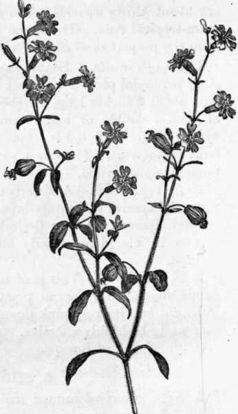 Fig. 48. Silene pendula. (1/3 nat. size.)
