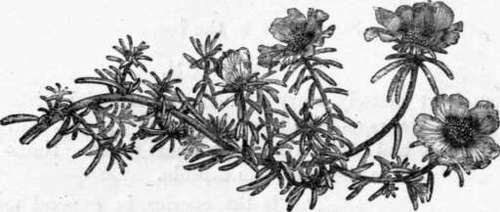 Fig. 51. Portulaca grandiflora. (1/4 nat. size.)