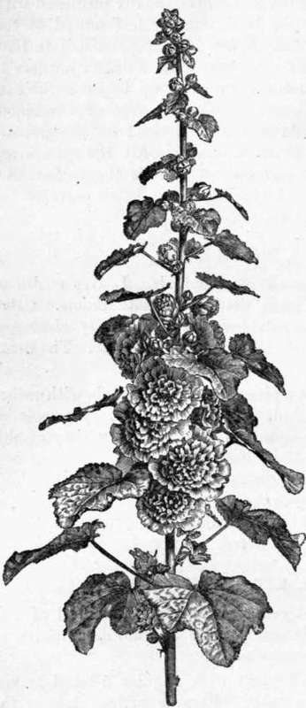 Fig. 52. Althaea rosea. (1/6 nat. size.)