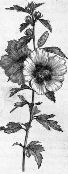 Fig. 55. Hibiscus Syriaeus. (1/4 nat. size.)