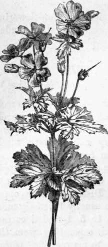 Fig. 57. Geranium platypetalum. (1/4 nat. size.)