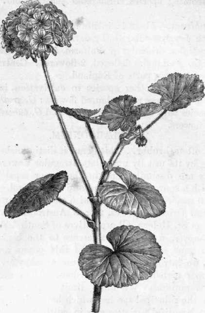 Fig. 58. Pelargonium inquinans. (1/4 nat. size.)