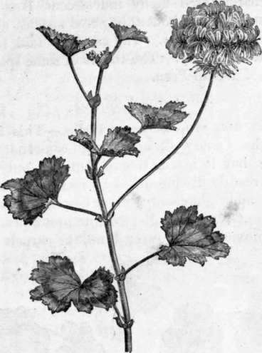 Fig. 59. Pelargonium zonale. (1/4 nat. size.)