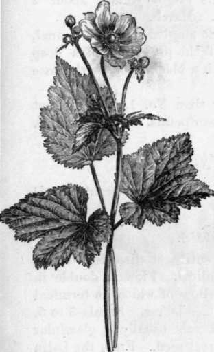Fig. 6. Anemone elegans. (1/4 nat. size.)