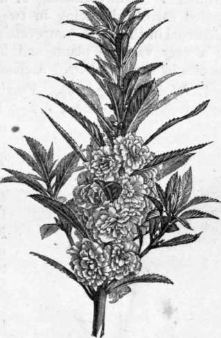 Fig. 61. Impatiens Balsamina flore pleno. (1/4 nat. size.)
