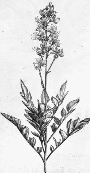 Fig. 62. Dictamnus albus. (1/6 nat. size.)