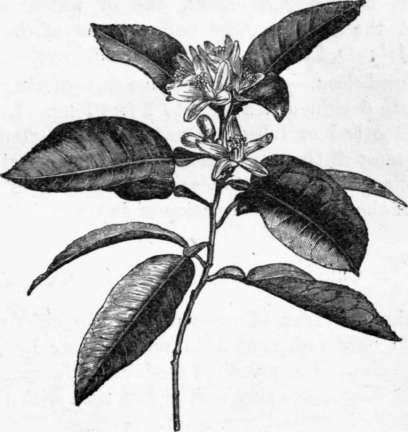 Fig. 63. Citrus Aurantium. (1/3 nat. size.) H
