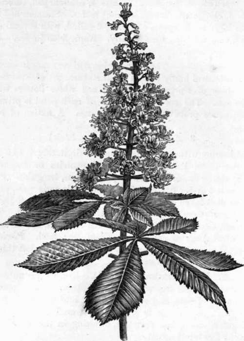 Fig. 64. AEsculus Hippocastanum. (1/4 nat. size.)