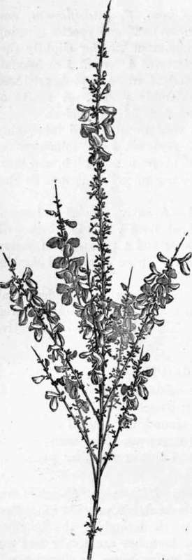 Fig. 68. Cytisus scoparius. (1/2 nat. size.)