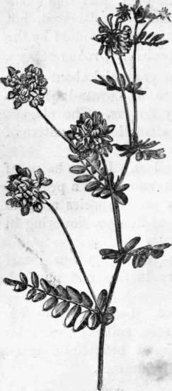 Fig. 72. Coronilla montana. (1/4 nat. size.)