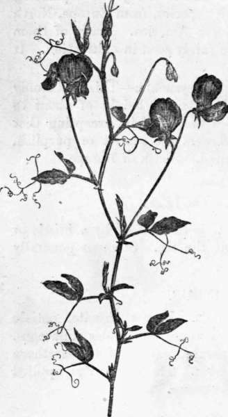 Fig. 73. Lathyrus odoratus. (1/4 nat. size.)