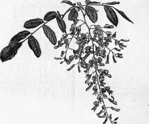 Fig. 76. Cladrastis lutea. (1/4 nat. size.)