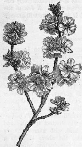 Fig. 80. Prunus communis, (1/3 nat. size.)