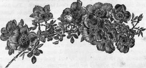 Fig. 87. Capuchin Briar. (1/2 nat size.)