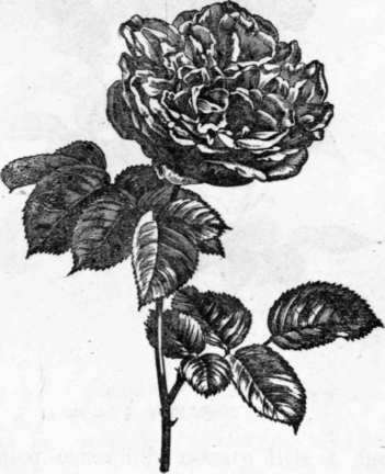 Fig. 88. Tea Rose, Melanie Willermoz. (1/3 nat. size.)
