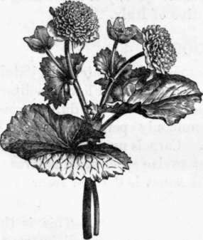 Fig. 9. Caltha palustris flore pleno. (1/4 nat. size.)