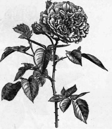 Fig. 90. Bourbon Rose, William the Conqueror. (1/3 nat. size.)