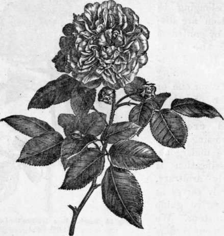 Fig. 91. Noisette Rose. (1/3 nat. size.)