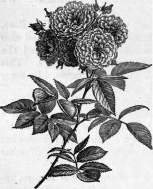 Fig. 92. Rosa multiflora. (1/2 nat. size.)