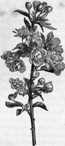 Fig. 93. Pyrus spectabilis. (1/4 nat. size.)