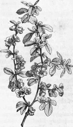 Fig. 94. Pyrus Japonica. (1/6 nat. size.)