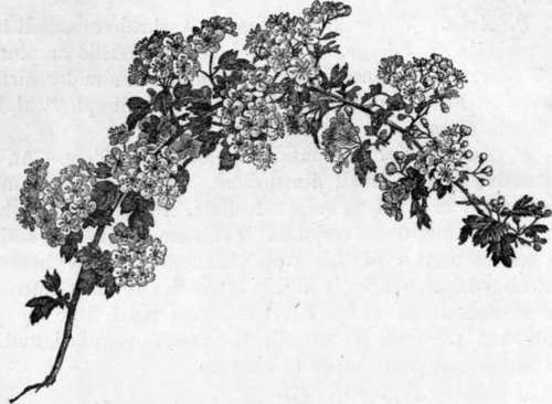 Fig. 95. Crataegus Oxyacantha. (1/4 nat. size.)