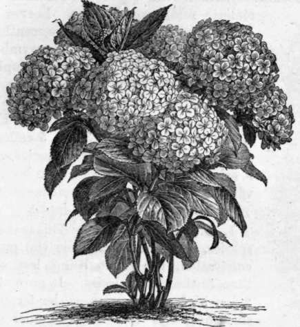 Fig. 97. Hydrangea Hortensia. (1/8 nat. size.)
