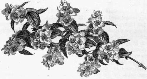 Fig. 99. Philadelphus Gordoaianns. (1/4 nat. size.)