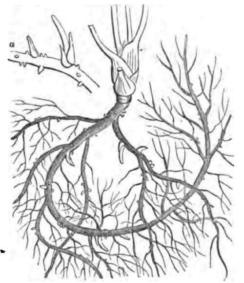 February Roots 110024