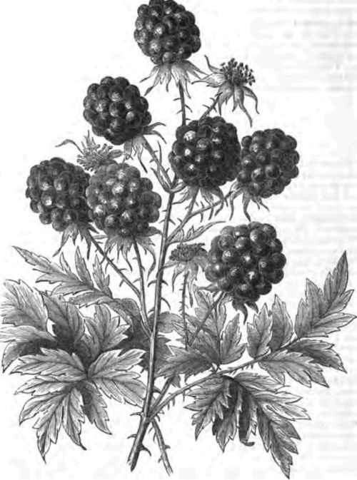 RUBUs LACINIATUS.