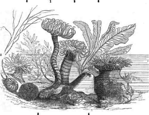 Sea Flowers 130089