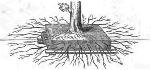 September Roots 1100117