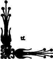 The New Seedling Rose Dr Kane 150061