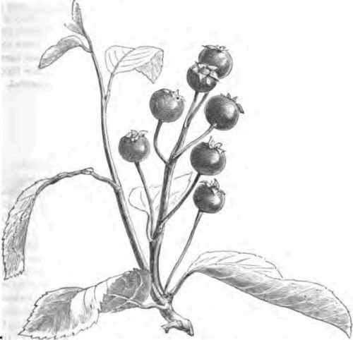 The Service Berry   Pyrus Arbutifolia.