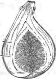 The Soil 17005
