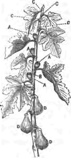 The Soil 17006
