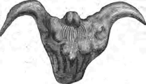Trapa bieornis.