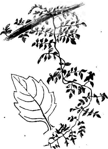 Trumpet Flower.